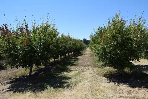 1200 Lower Honcut Rd, Honcut, CA 95966 photo 12