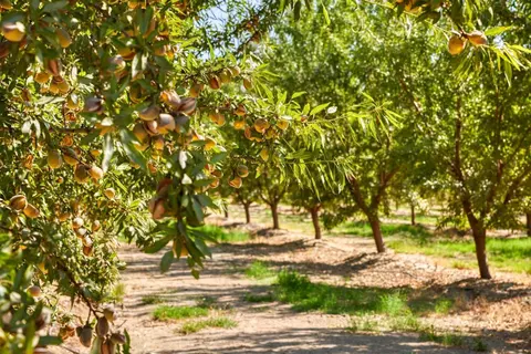 5012 Walnut Rd, Hughson, CA 95326 photo 50