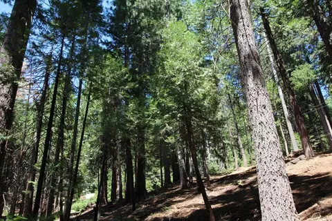 1450 Karock Rd, Dorrington, CA 95223 photo 4