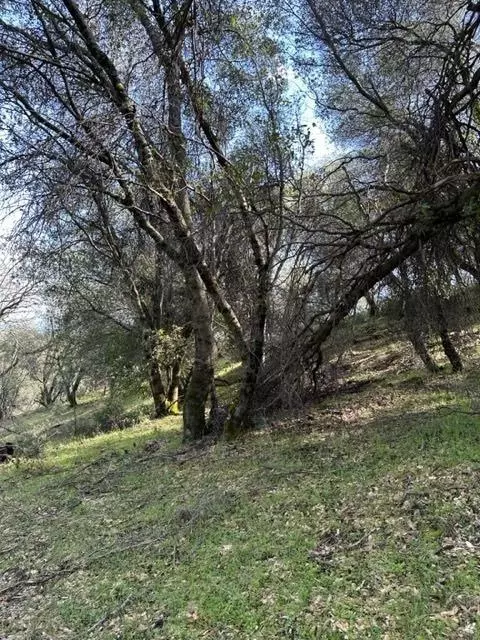6294 Arch Ln, Placerville, CA 95667 photo 8