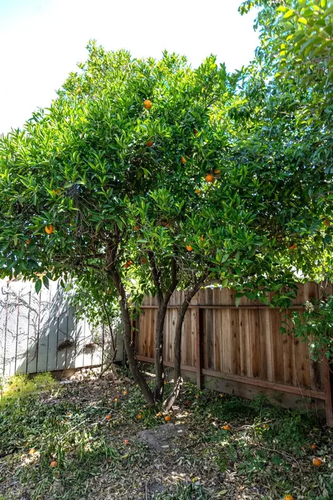 Exterior - 3612 Swain Dr, Modesto, CA 95356 photo 21 of 33