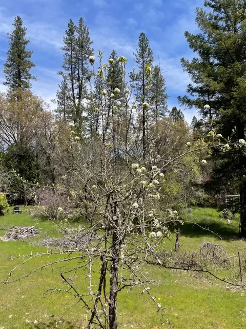 13593 Hidden Valley Rd, Grass Valley, CA 95949 photo 17