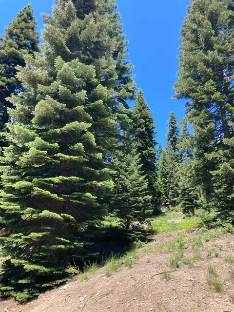 179 Norton Meadows Rd, Bucks Lake, CA 95971