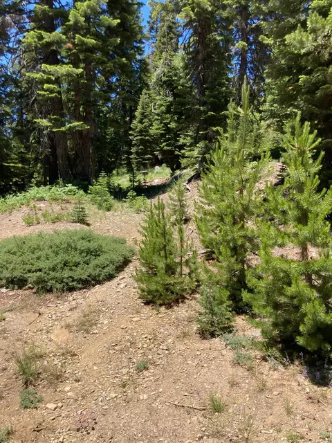 221 Norton Meadows Rd, Bucks Lake, CA 95971