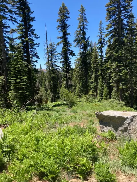 352 Norton Meadows Rd, Bucks Lake, CA 95971
