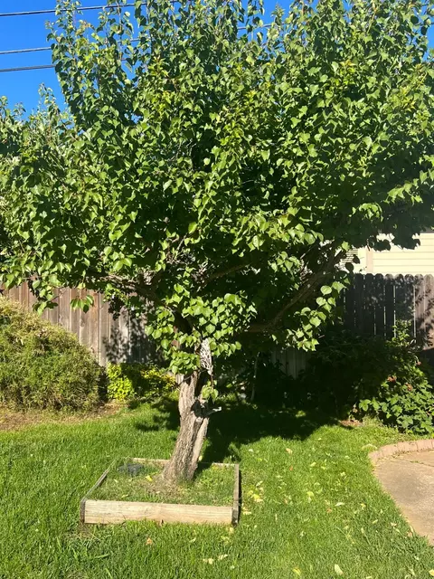 5609 Kenneth Ave, Carmichael, CA 95608 photo 29