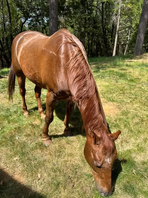 16563 Lake City Rd, Nevada City, CA 95959