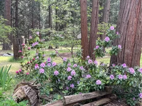 24834 Shake Ridge Rd, Volcano, CA 95689 photo 35
