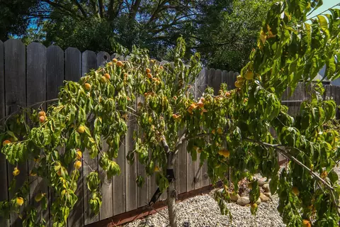 Exterior - 4392 Martel Dr, Olivehurst, CA 95961 photo 7 of 15