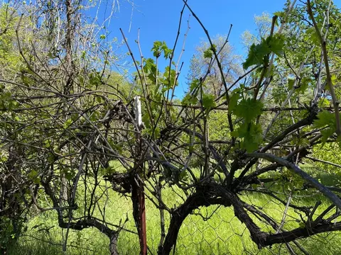 Other - 396 Winton Rd, West Point, CA 95255 photo 5 of 10