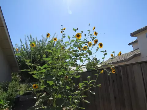 1138 Kathy Ct, Ripon, CA 95366 photo 29