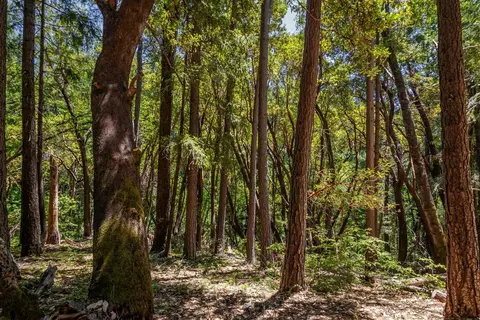 13705 Lower Colfax Rd, Grass Valley, CA 95945 photo 8