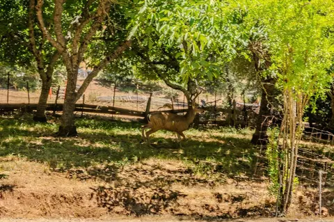 18135 Climax Rd, Jackson, CA 95642 photo 24