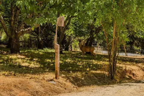 18135 Climax Rd, Jackson, CA 95642 photo 23