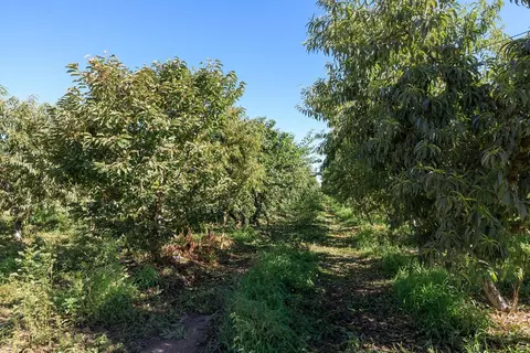 5201 N Tully Rd, Turlock, CA 95382 photo 15