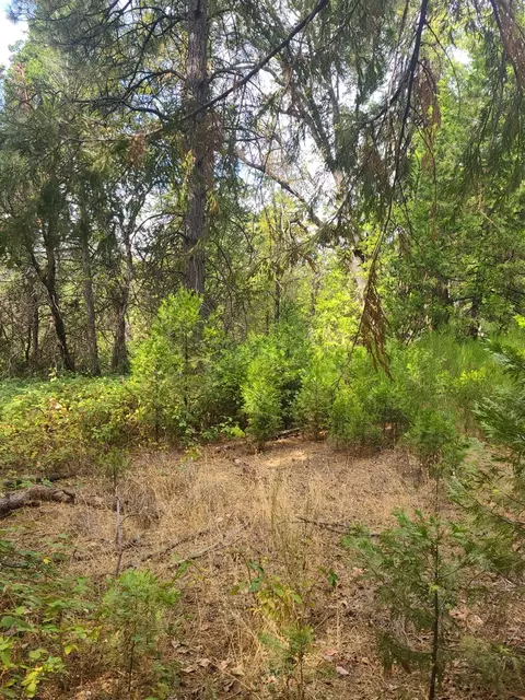 2590 Buffalo Hill Rd, Georgetown, CA 95634 photo 1