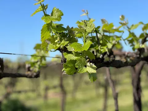 5430 E Kettleman Ln, Lodi, CA 95240 photo 8