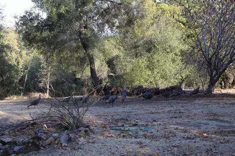 1263 Funny Bug Rd, Placerville, CA 95667 photo 33