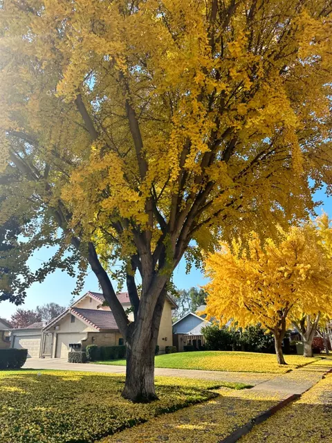 938 Slyvan Mdws, Modesto, CA 95356 photo 4
