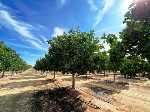 19599 Road 26, Madera, CA 93638 photo 4