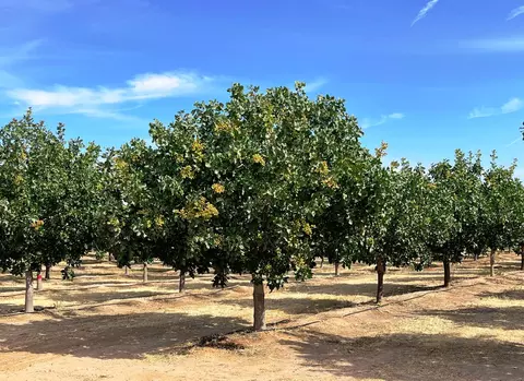 19599 Road 26, Madera, CA 93638 photo 1