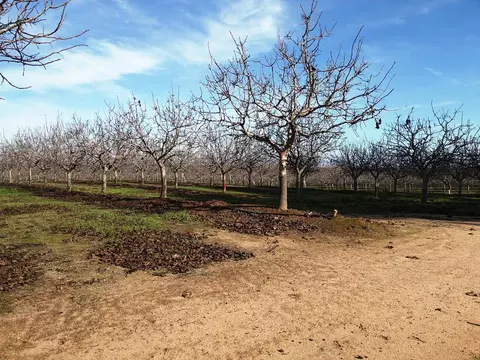 19599 Road 26, Madera, CA 93638 photo 5