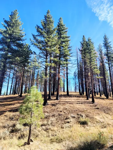 45 Lava Cap, Markleeville, CA 96120 photo 2