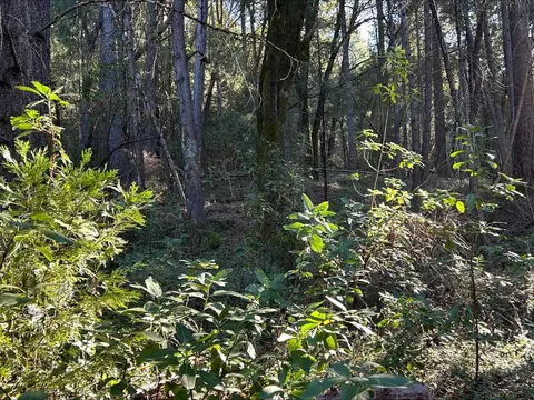 21440 Ohls Rd, Volcano, CA 95666 photo 10