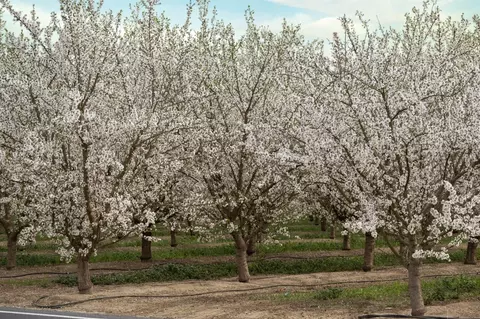0 Hart Rd, Modesto, CA 95358 photo 13