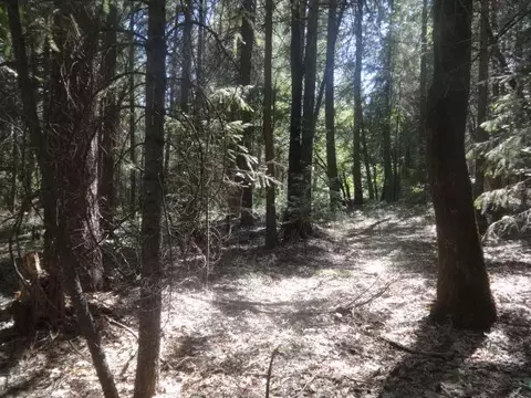 13802 Red Dog Rd, Nevada City, CA 95959