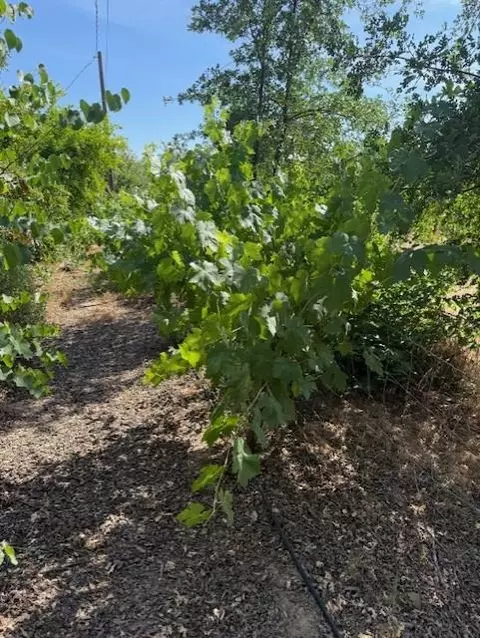 Other - 34791 Creeksedge Rd, Davis, CA 95616 photo 5 of 5