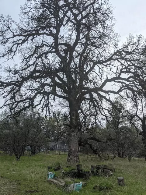 Undisclosed, Rackerby, CA 95972 photo 21