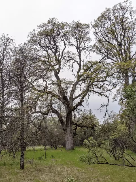 Undisclosed, Rackerby, CA 95972 photo 8