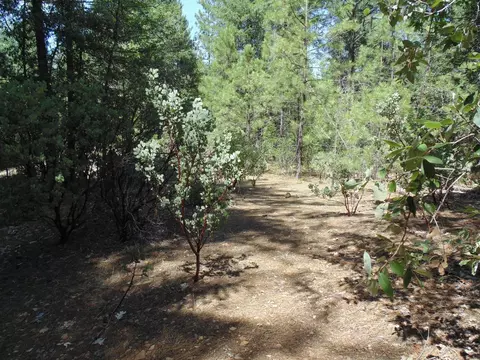35 Balderson, Georgetown, CA 95634 photo 4