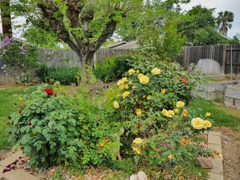 Exterior - 1611 L St, Davis, CA 95616 photo 11 of 12
