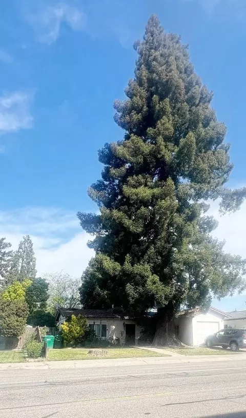 728 N Mills Ave, Lodi, CA 95242 photo 4