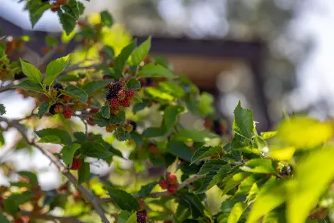 Other - 738 Elverta Rd, Elverta, CA 95626 photo 22 of 26
