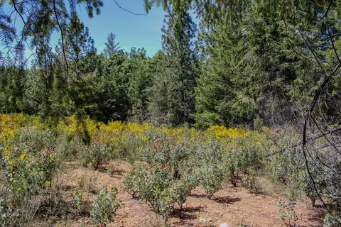 5734 Wilder Rd, Georgetown, CA 95634 photo 25