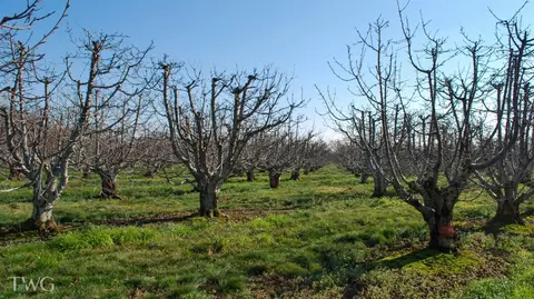 11850 E Live Oak Rd, Lodi, CA 95240 photo 10