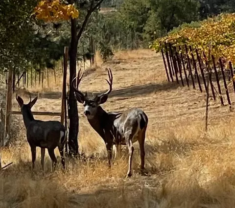 7005 Mountain Ranch Rd, Mountain Ranch, CA 95246 photo 82