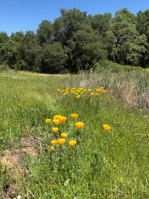 14210 Perimeter Rd, Grass Valley, CA 95949 photo 11