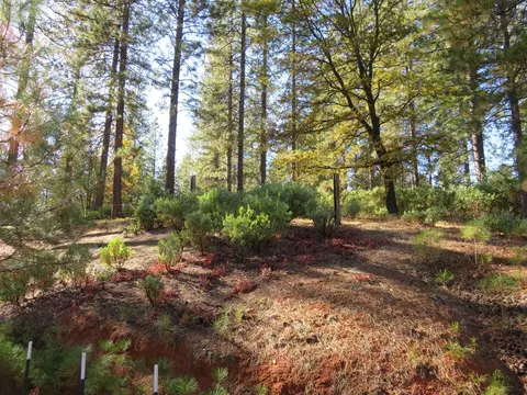 8900 Bailey Ridge Rd, West Point, CA 95255 photo 30