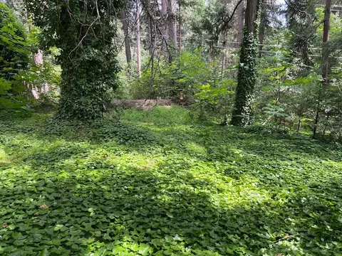 3045 Midway Ave, Pollock Pines, CA 95726 photo 6