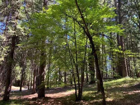 12043 Pasquale Rd, Nevada City, CA 95959