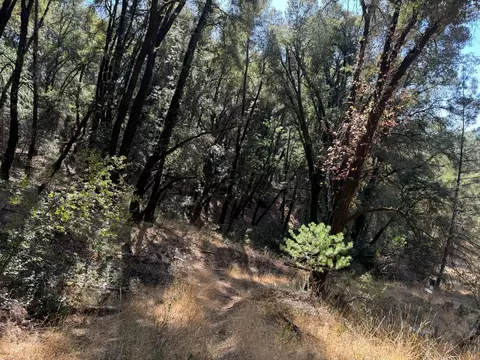 15539 Norvin Way, Grass Valley, CA 95949 photo 7