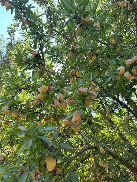0 Cardella, Merced, CA 95340 photo 5