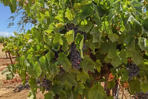 Other - 18739 Clements Rd, Lodi, CA 95240 photo 9 of 10