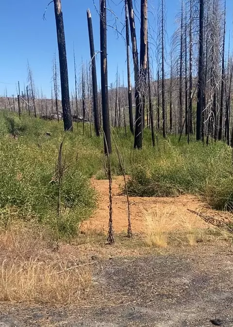4708 Creekside, Grizzly Flats, CA 95636