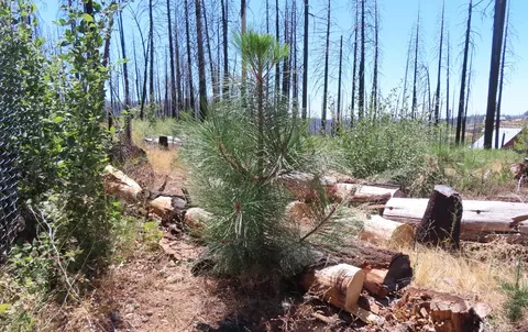 4817 Sciaroni Rd, Grizzly Flats, CA 95636