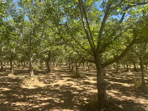 456 Justeson Ave, Gridley, CA 95948